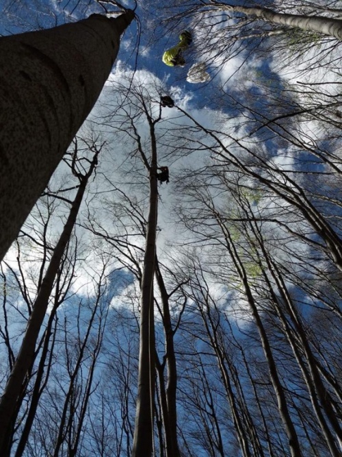 Paralotniarz wylądował na drzewie