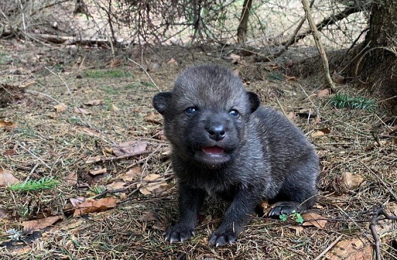 Zabrali z lasu wilka, myśleli, że to pies