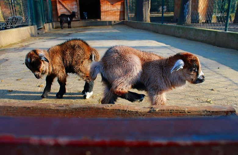 Stajnia Miejska Mini Zoo w Żywcu ma  dwoje nowych mieszkańców